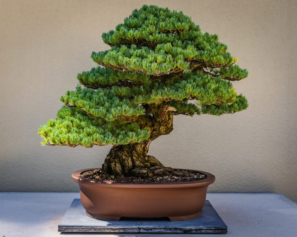 Tips on How Often You Should Water Your Bonsai Tree