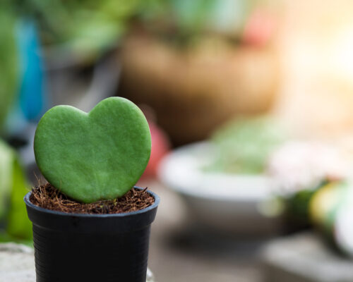 plants with heart shaped leaves