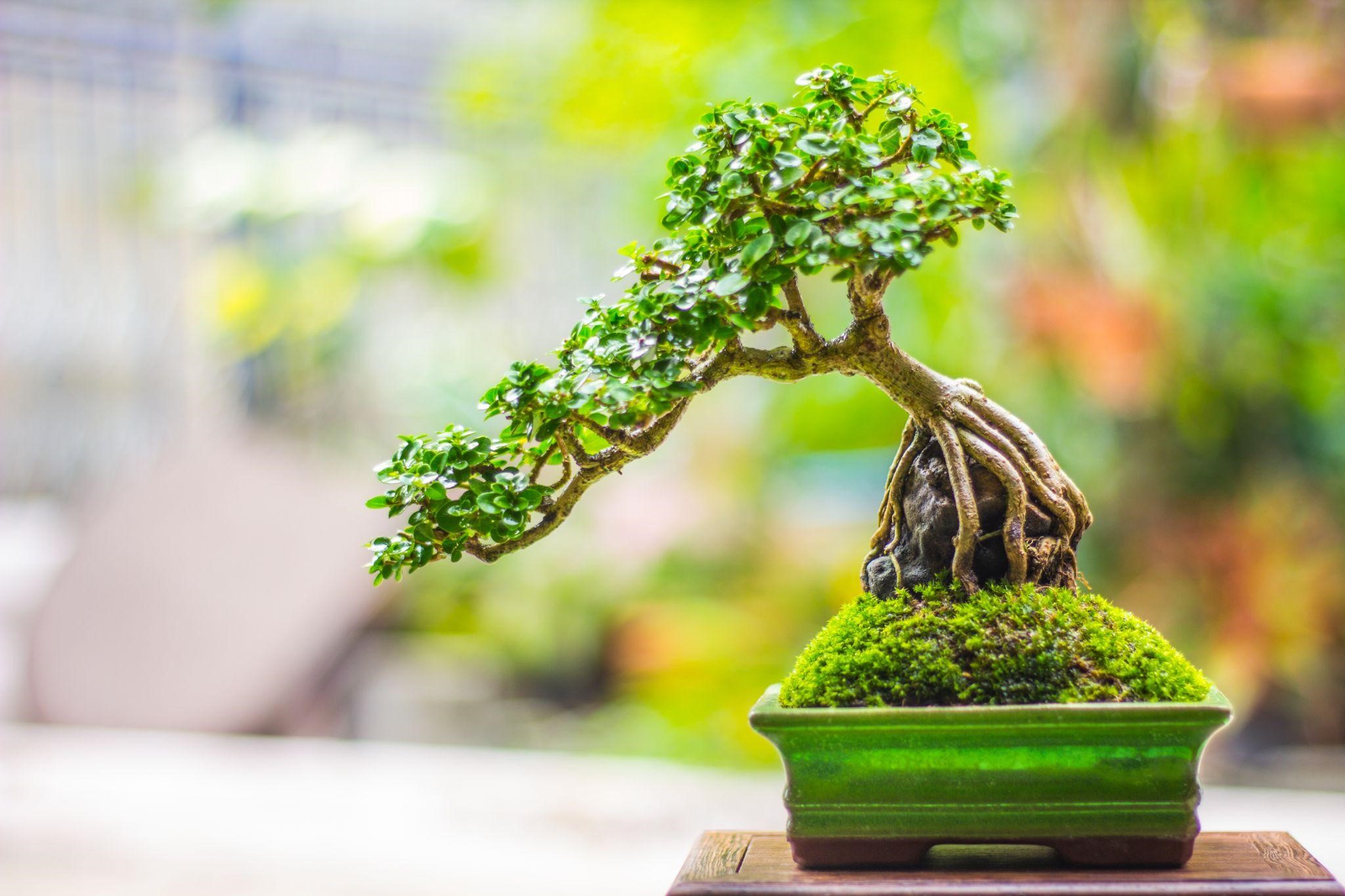 Bonsai Trees Take Centuries to Grow and Years of Training