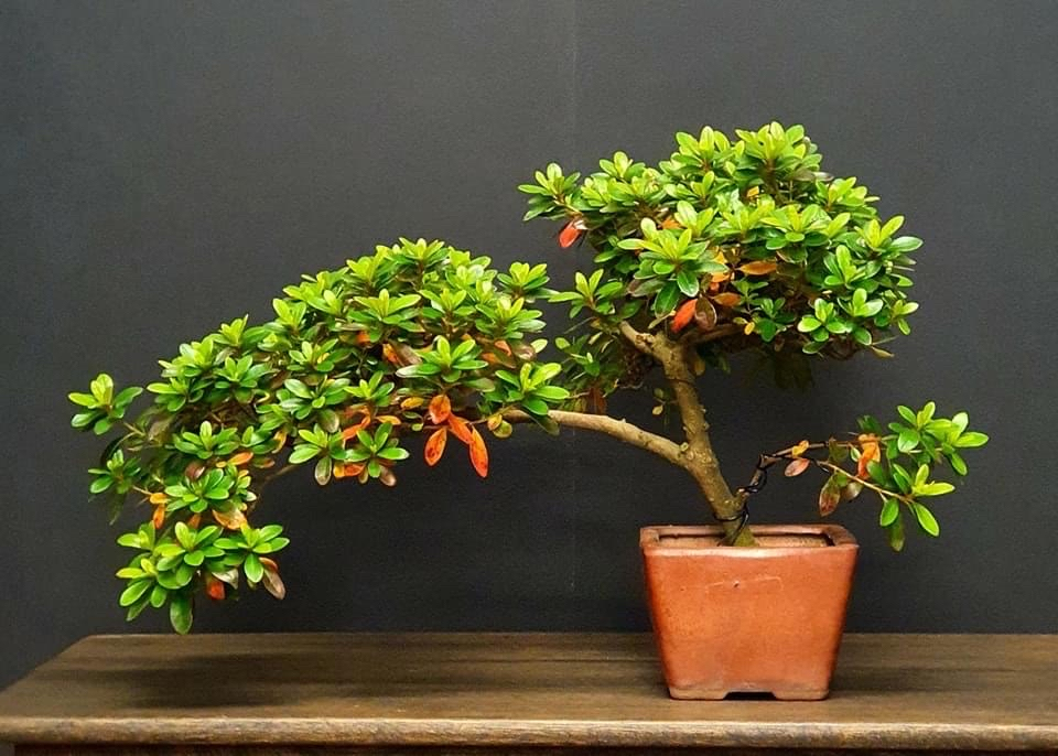bonsai turning yellow