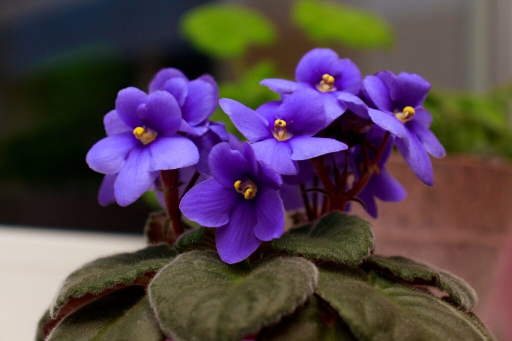 African-Violets - Plantcare.com