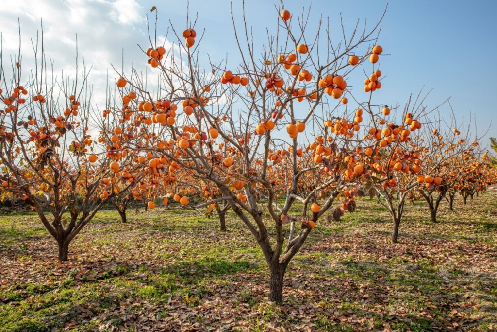 Best Time to Plant Persimmon Trees