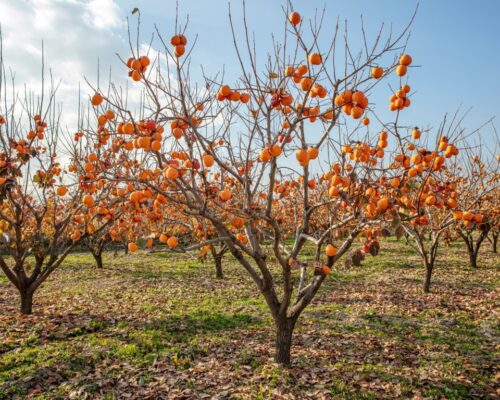 When is the Best Time to Plant Persimmon Trees