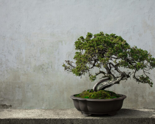 Best Time to Plant a Bonsai