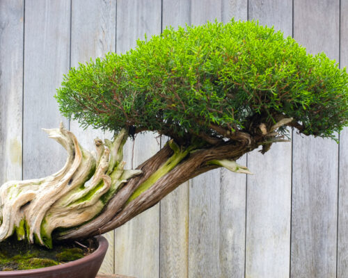 Bonsai Tree Represent