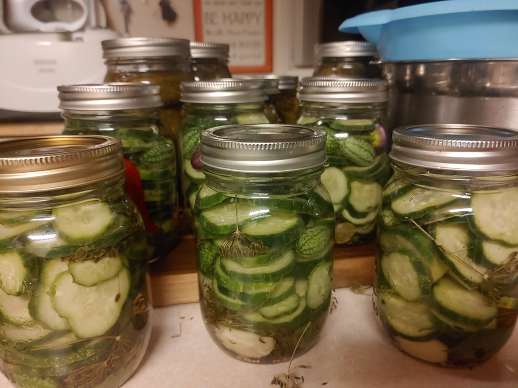 Cucumber slices pickling