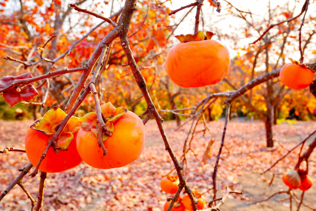 how to grow japanese persimmon from seed