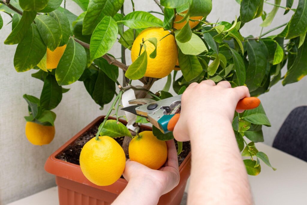 How to Care for a Potted Lemon Tree?