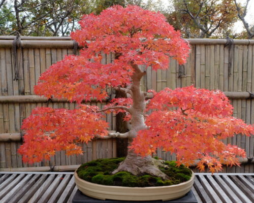 Growing Japanese Red Maple Bonsai From Seed