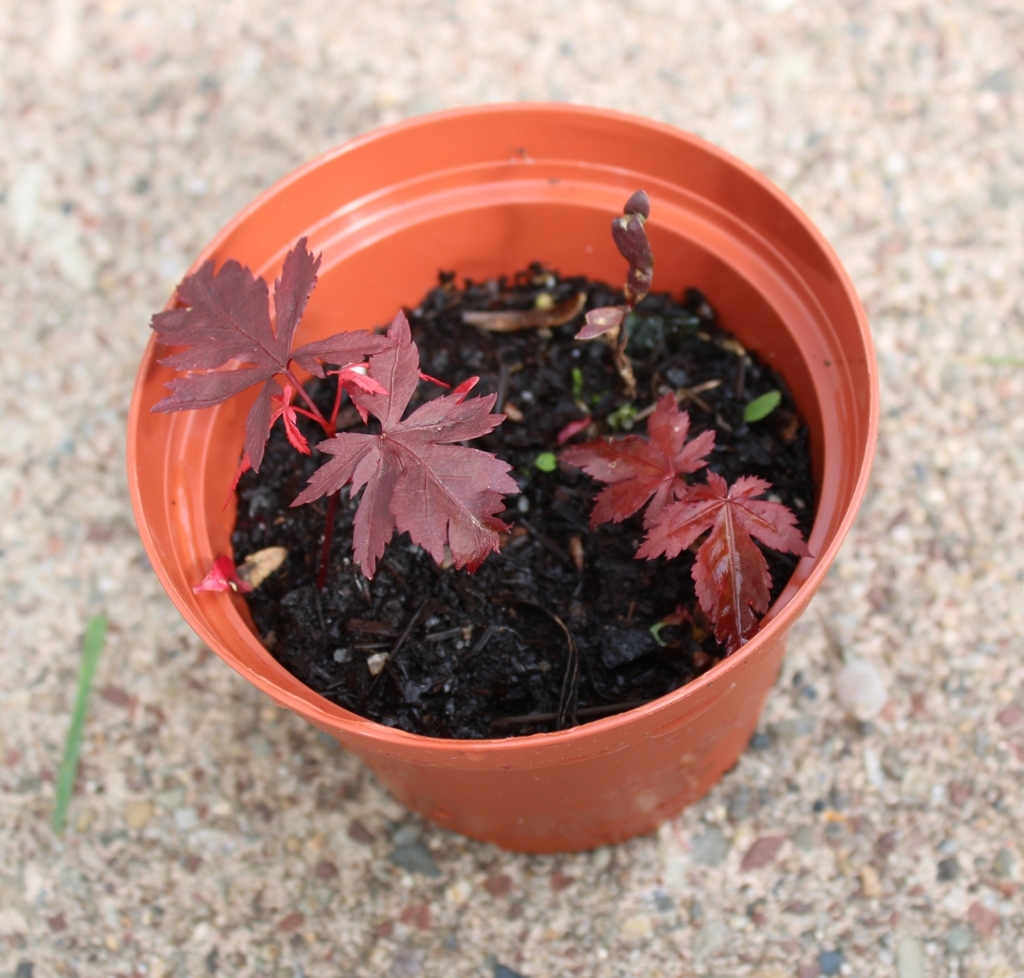 Japanese Red Maple seedlings