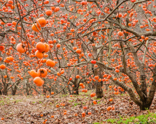 how to grow fuyu persimmon from seed