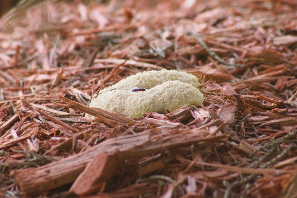 Mulch Fungus and How to Treat