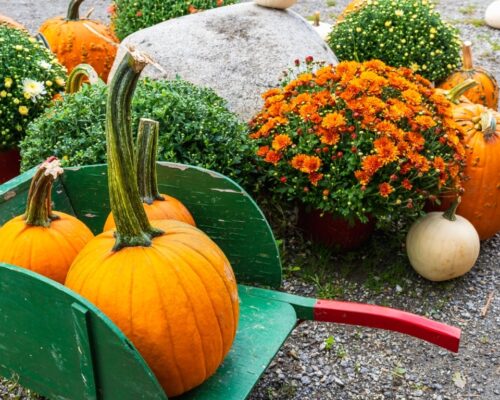 companion planting pumpkins