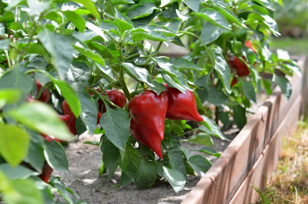 Pepper Plants in a Raised Bed