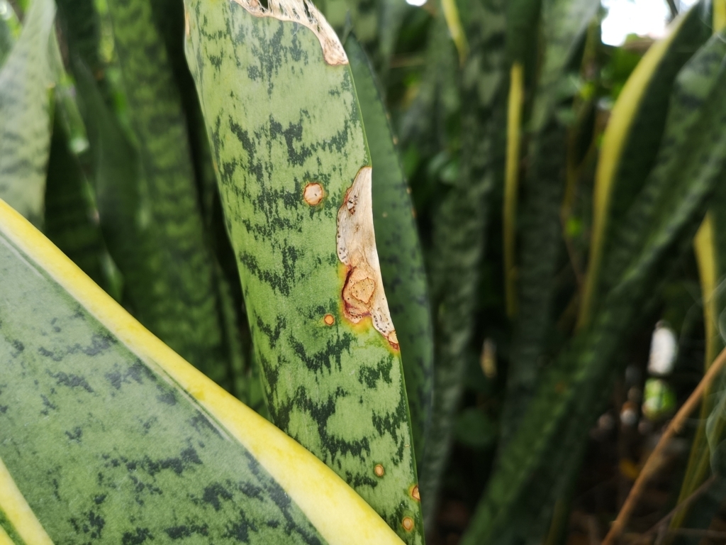 Pest & Fungal Attacks snake plant