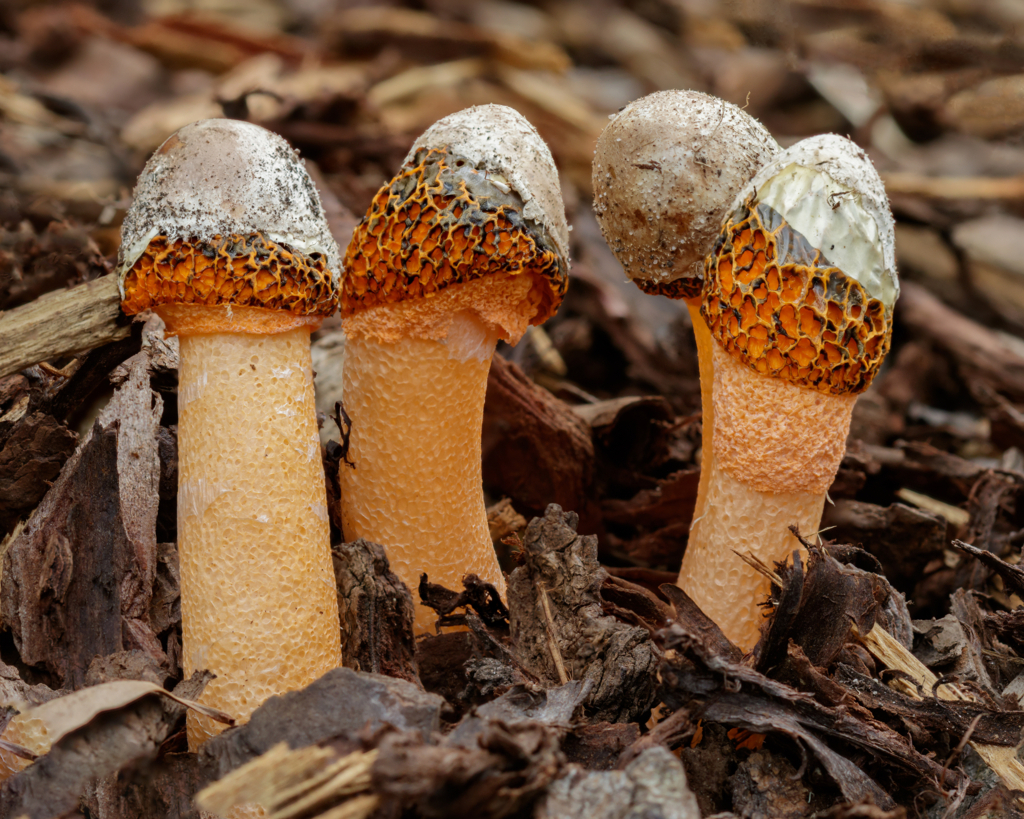 Stinkhorn fungi