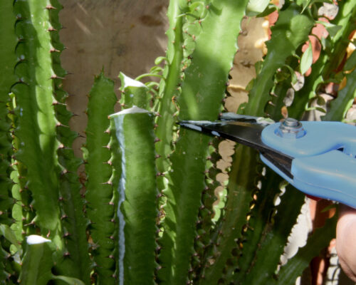 how to trim tall succulents