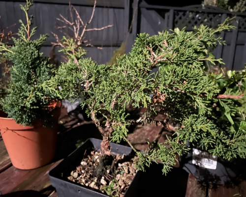 How to Revive a Dead Bonsai Tree