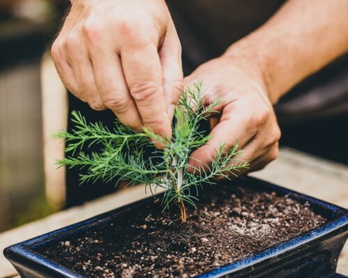when to repot bonsai seedling
