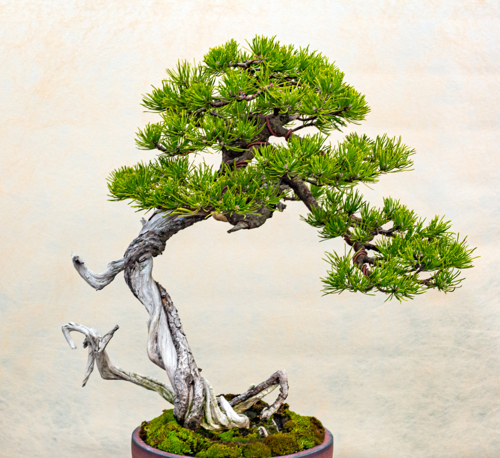 Growing Pine Bonsai from Seed
