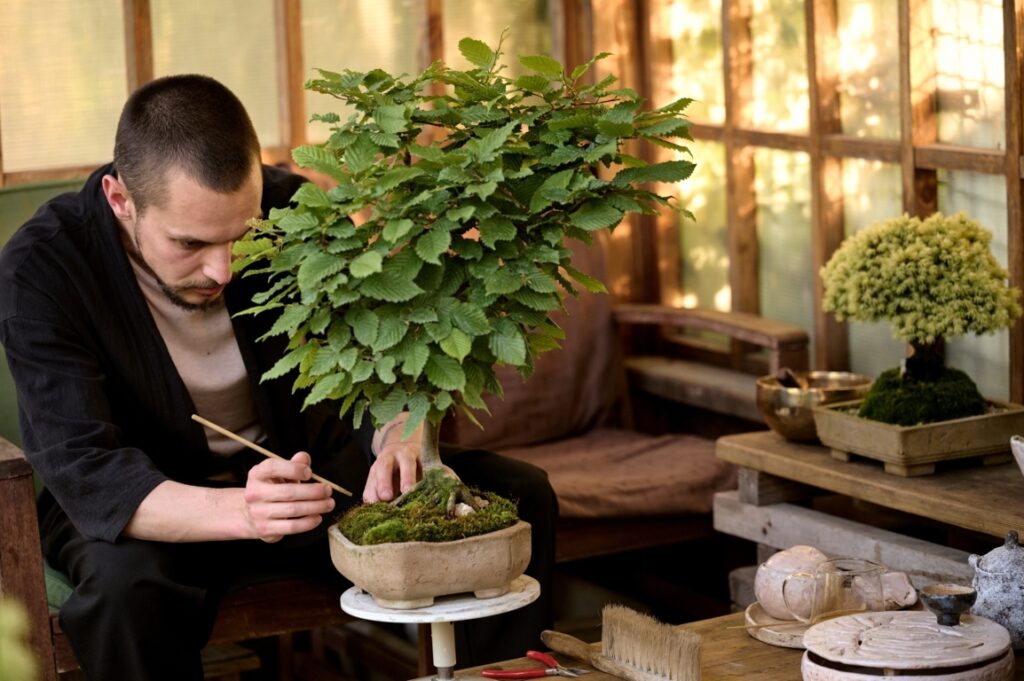 How to Grow & Care for a Bonsai Tree From a Cutting