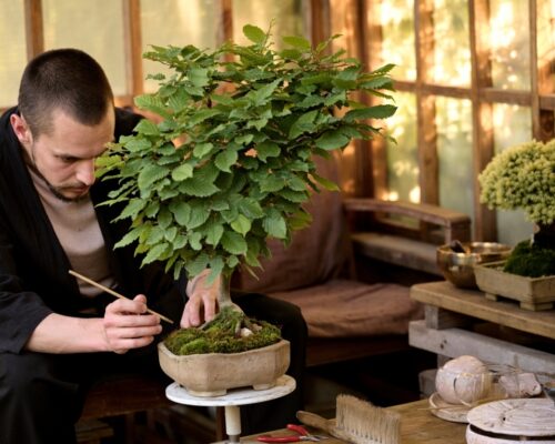 How to Grow & Care for a Bonsai Tree From a Cutting