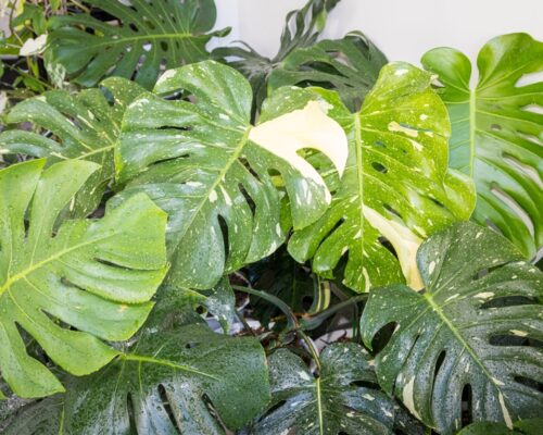 thai constellation monstera why so expensive