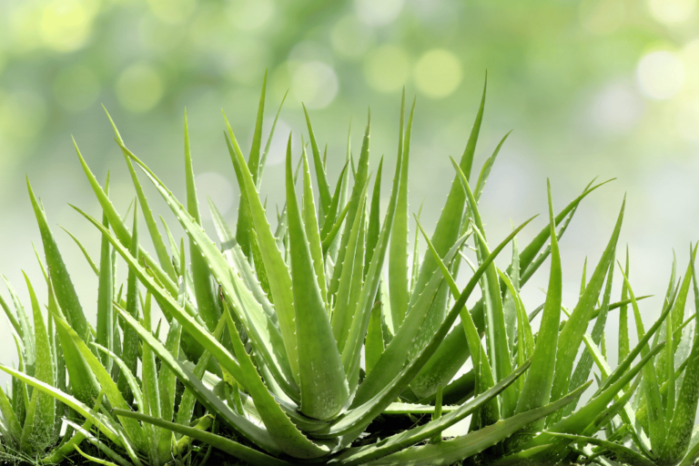 Are You Familiar With These Tricky Plants That Look Like Aloe Vera 4031