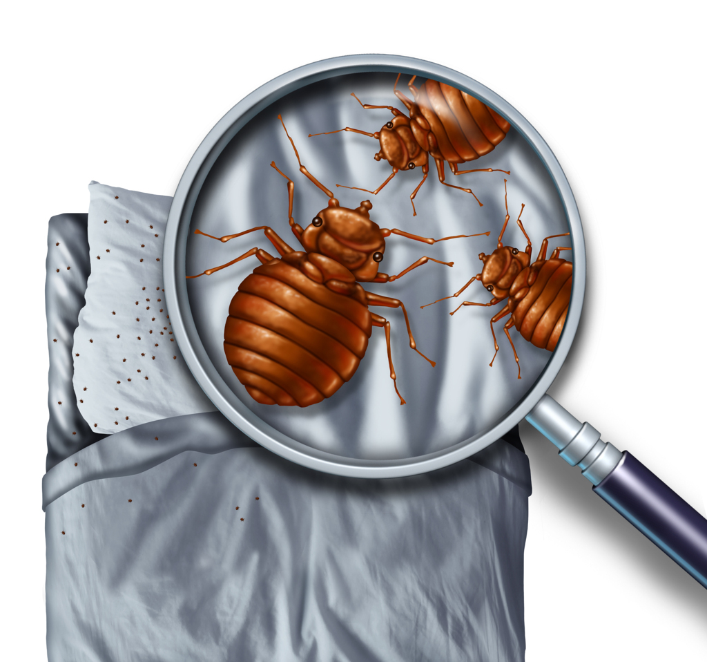 can bed bugs travel outside