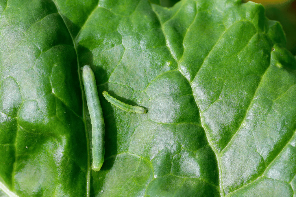 Beet armyworms