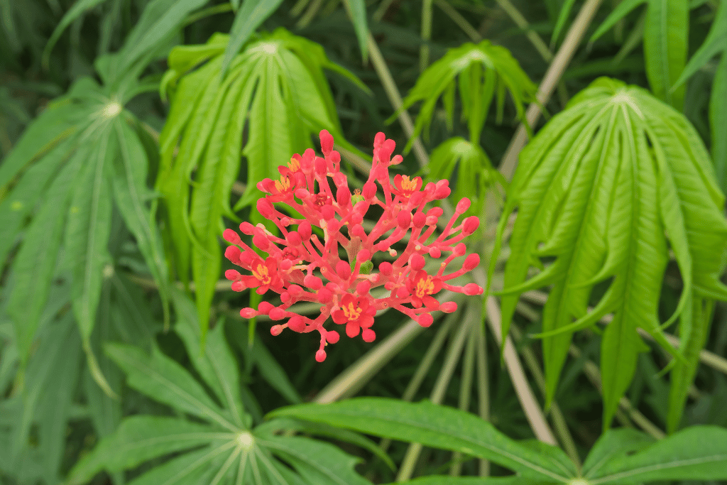 Coral Plant (Jatropha multifida)
