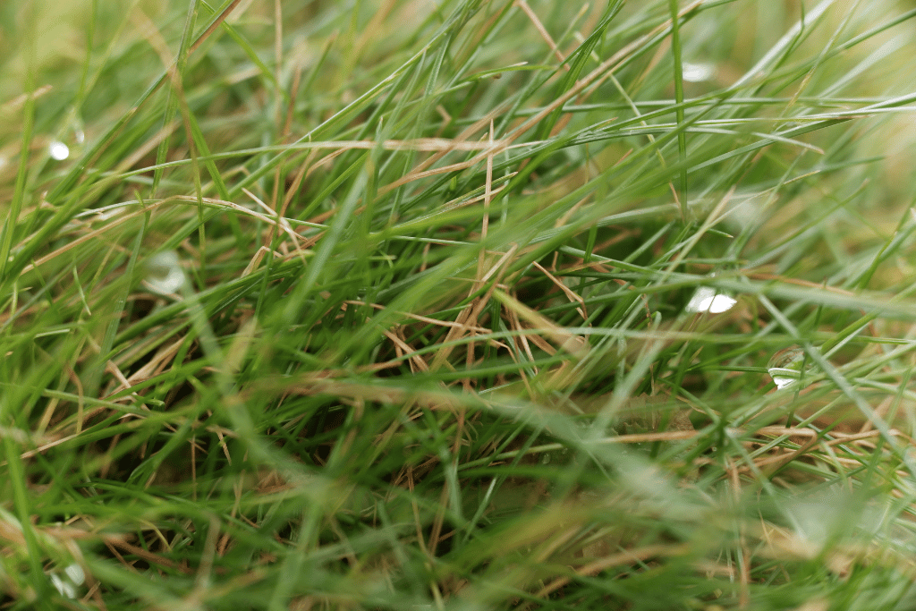 Cultivars of Red Fescue Grass