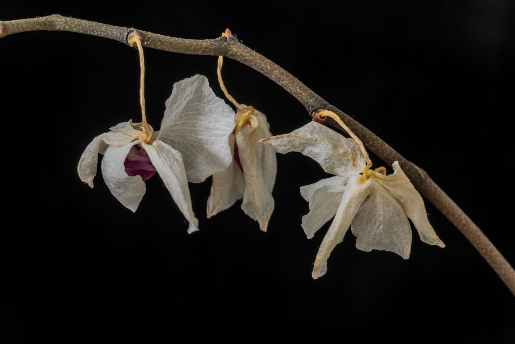 Dead Orchid Flolwers