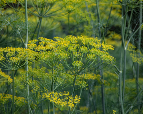 plants that look like dill