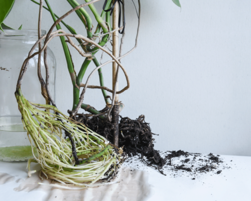 how to fix root rot monstera
