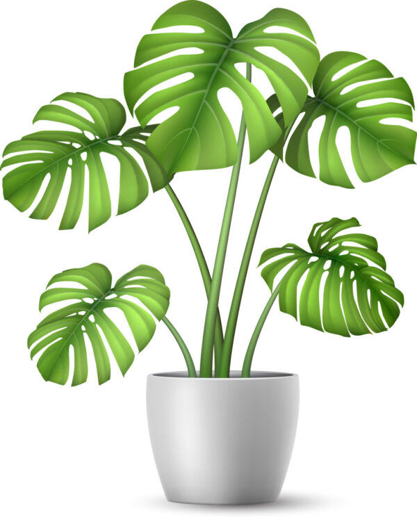 Monstera Pot Size Guide - Find the Best Fit for Your Plant
