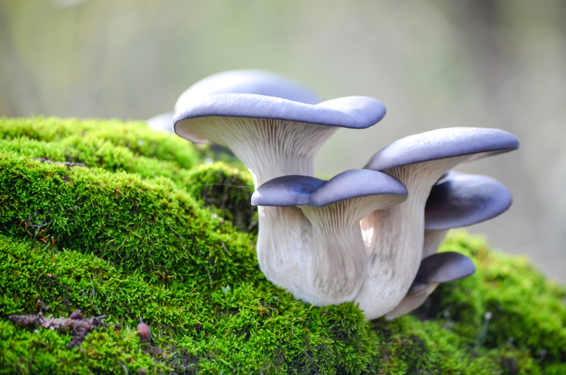 mushrooms growing in raised bed