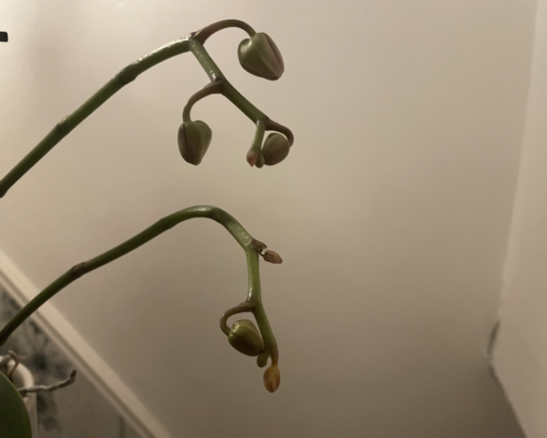 how to make an orchid grow a new spike