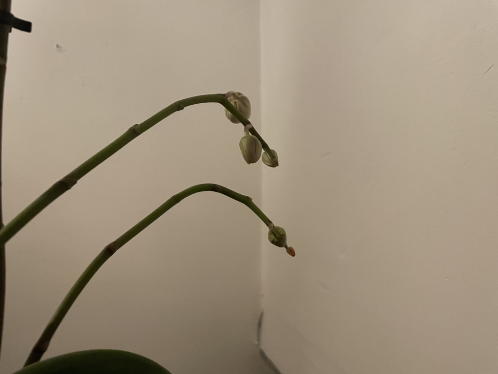 Orchid New Bloom