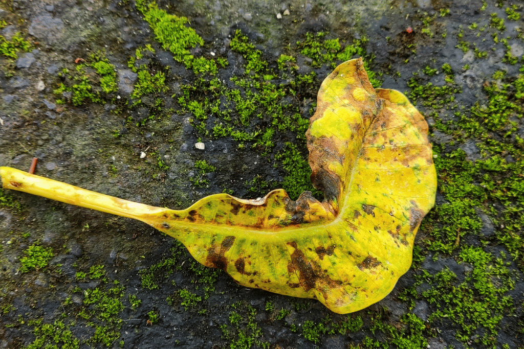 Plumeria Leaves Turning Yellow 