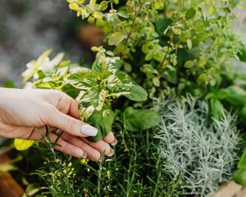 Best Potting Soil for Herbs