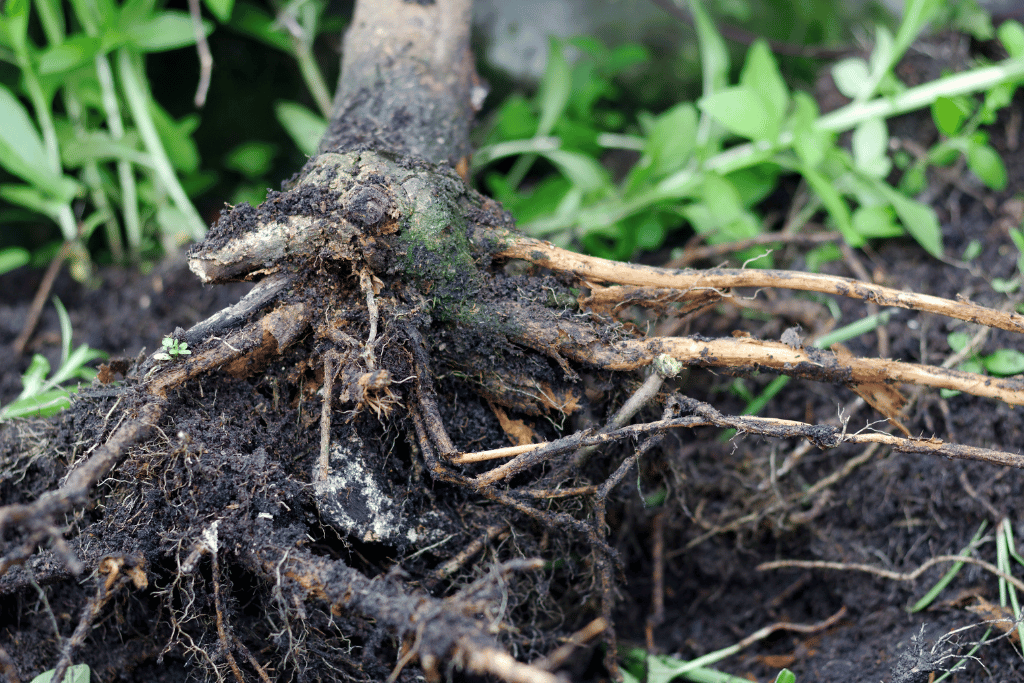 Prevent Root Rot