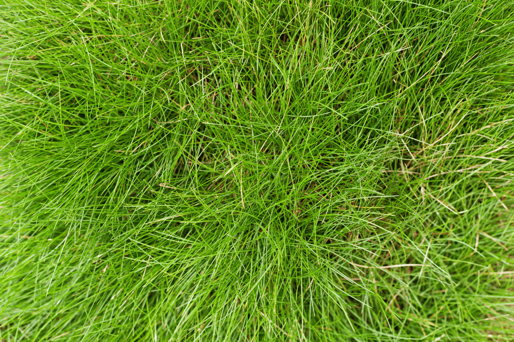 Red Fescue Grass in Garden