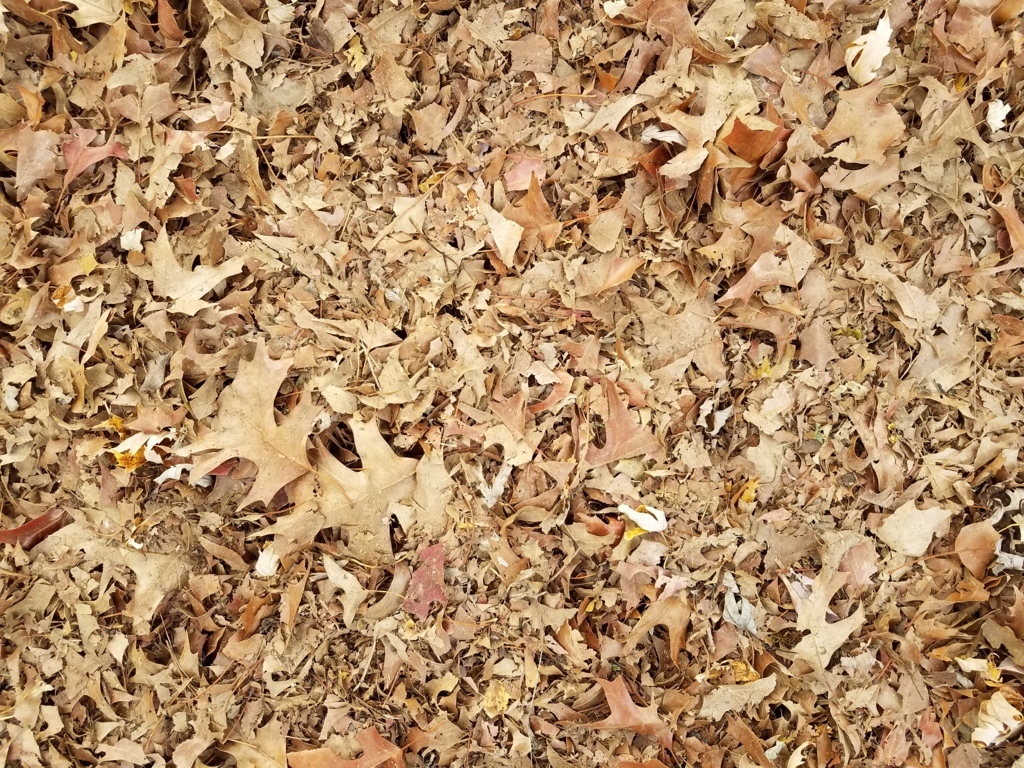 Shredded Leaves Mulch