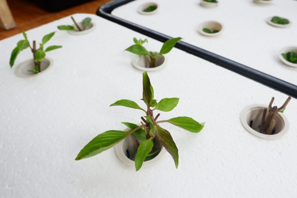Start Seeds in a Hydroponic