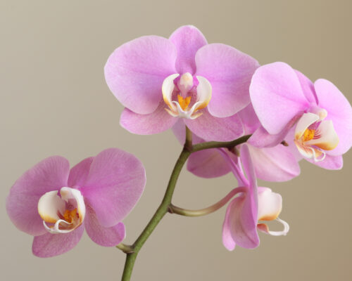 how much sunlight does an orchid need