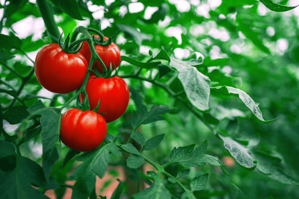 weeds that look like tomato plants