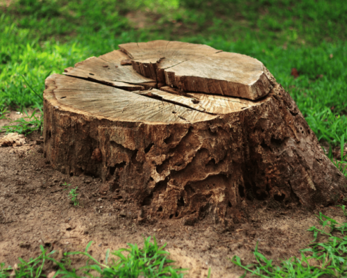 killing tree stumps with bleach