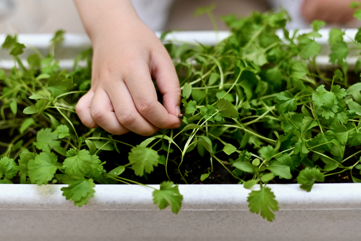 How to Harvest Cilantro Seeds From Plant