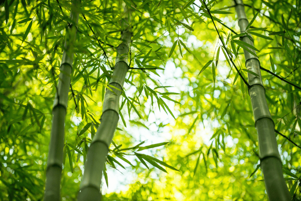 What you need to know about bamboo